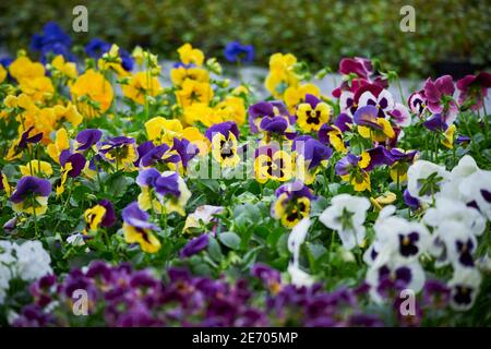 Viola Cornuta blüht. Gehörnte Stiefmütterchen oder gehörntes Violett Stockfoto