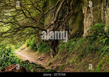 Ein geheimnisvoller Wanderweg durch den subtropischen Wald der Insel Von Sao Miguel auf den portugiesischen Azoren Stockfoto