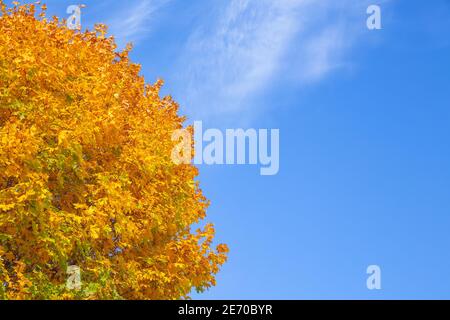 Blauer Himmel mit weißen Cirrus-Wolken, gelbe Baumkrone, Hintergrund Stockfoto