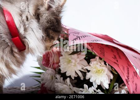 Die Katze schnuppert einen Blumenstrauß auf weißem Hintergrund. Stockfoto