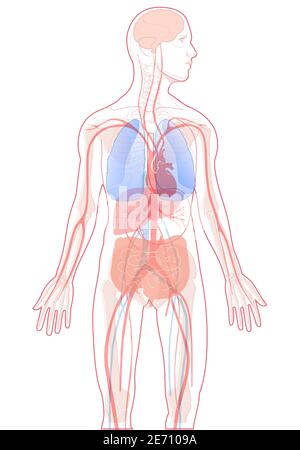 Vektordarstellung innere Organe menschliche Anatomie Vektor auf weißem Hintergrund, menschliche innere Anatomie. Stock Vektor
