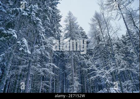 Winterlandschaft mit schneebedeckten Bäumen, horizontale Farbfoto Stockfoto