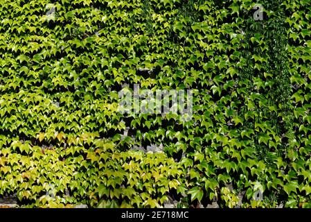 Textur der Wand mit Blättern aus wilden Trauben bedeckt Stockfoto