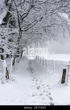 Spuren von Schnee auf dem Wanderweg im Wald Stockfoto