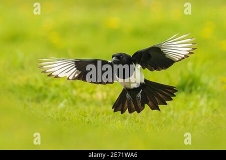 Nahaufnahme einer eurasischen Elster oder eines gewöhnlichen Elbenvogels, Pica pica, Wandern auf einer Wiese in einer winterlichen Umgebung mit Schnee. Stockfoto