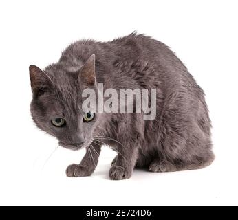 Vintage graue Katze 19 Jahre alt auf weißem Hintergrund Stockfoto