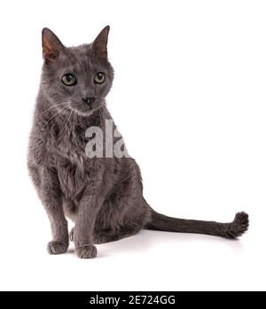 Vintage graue Katze 19 Jahre alt auf weißem Hintergrund Stockfoto