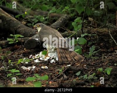 Watchful Female Sparrowhawk (Accipiter nisus) Pupffedern der Kragentaube, gefangen in der Luft und auf Waldboden in Lancs England, Großbritannien Stockfoto