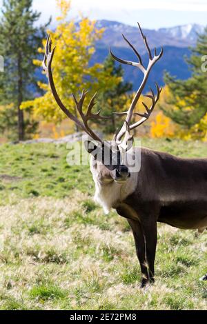 Porträt einer Caribou (Rentier) in den Yukon Territories, Kanada. Stockfoto