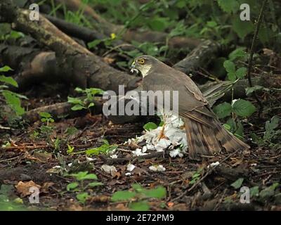 Watchful Female Sparrowhawk (Accipiter nisus) Pupffedern der Kragentaube, gefangen in der Luft und auf Waldboden in Lancs England, Großbritannien Stockfoto