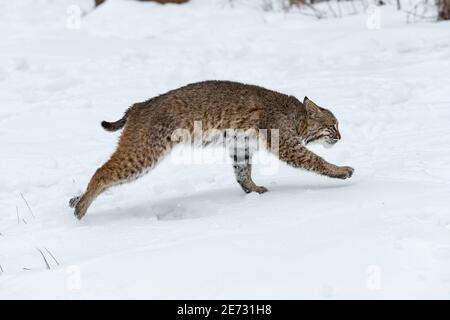 Bobcat (Lynx rufus) läuft rechts Winter - Captive Tier Stockfoto