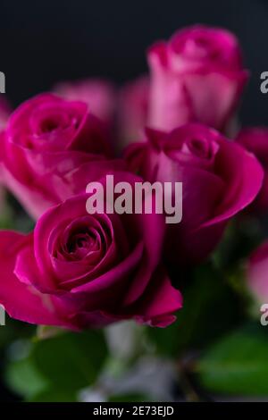 Rot-rosa Rosen weich verschwimmen mit sehr scharfen Details Stockfoto