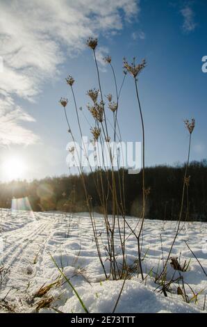 Getrocknete Wildkarotten, Daucus carota Unterart carota, stehen im Winter vor schneebedeckter Landschaft Stockfoto