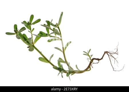 Stamm, Wurzeln und Blätter einer gewöhnlichen Purslane (Portulaca oleracea) Weedy-Pflanze. Die saftigen Blätter dieser Pflanze sind entweder frisch oder gekocht essbar Stockfoto