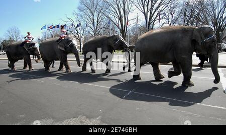 Elefanten mit Ringling Bros. Und Barnum & Bailey Circus wandern langsam während der jährlichen Pachyderm-Parade in der Nähe des US-Kapitols in Washington DC, USA am 19. März 2007. Jedes Jahr, wenn der Zirkus in die Stadt kommt, werden die Elefanten von der Union Station in der Nähe des Kapitols zu Fuß und dann zum Verizon Zentrum ein paar Blocks entfernt. Foto von Olivier Douliery/ABACAPRESS.COM Stockfoto