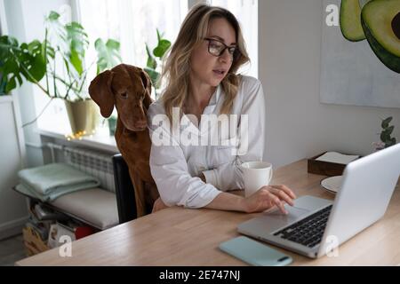 Frau im Schlafanzug sitzt mit Vizsla Hund auf dem Stuhl im Wohnzimmer, Remote-Arbeit am Laptop Stockfoto