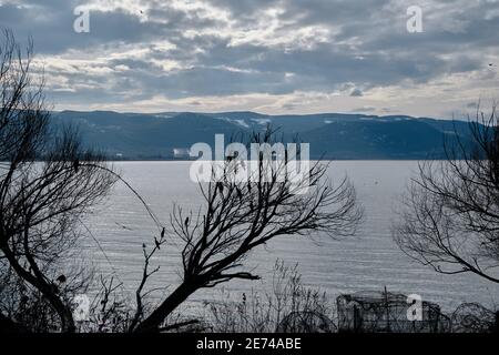 Alter und getrockneter Baum in der Nähe des Sees und des Meeres. Vögel auf dem Ast von verdorrten Baum mit See und Berg Hintergrund. Stockfoto