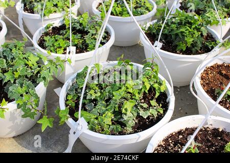 Seedling Englisch Efeu Pflanzen wachsen in hängenden Töpfen Stockfoto