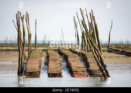 Austernzucht im Bassin d'Arcachon, Gironde, Frankreich, Europa. Bei Ebbe im Atlantischen Ozean kommen Strukturen aus dem Wasser Stockfoto