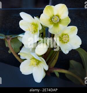 Nahaufnahme einer helleborösen, weißen Winterrose in einem englischen Garten Stockfoto