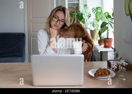 Frau im Pyjama sitzt zu Hause trinken Tee Hund stört bei der Arbeit am Laptop, bittet um Aufmerksamkeit Stockfoto