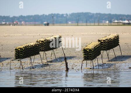 Austernzucht im Bassin d'Arcachon, Gironde, Frankreich, Europa. Bei Ebbe im Atlantischen Ozean kommen Strukturen aus dem Wasser Stockfoto