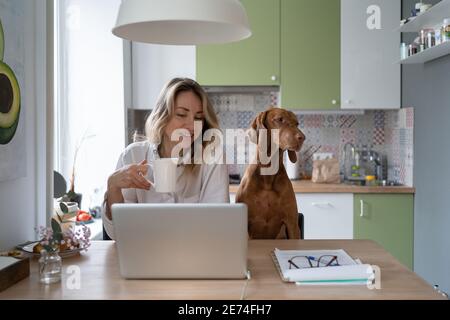 Frau im Schlafanzug sitzt mit Vizsla Hund auf Stuhl in der Küche, Tee trinken, Video auf Laptop Stockfoto