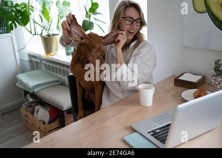 Lächelnde Frau im Pyjama zeigt Hund große Ohren in Video-Chat auf Laptop, sitzt auf Stuhl im Wohnzimmer Stockfoto