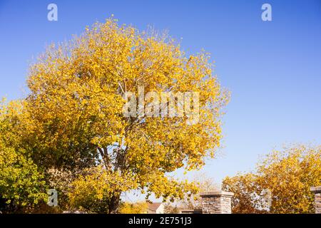 Fremonts Cottonwood (Populus fremontii) Baum mit Gold und orange Herbstlaub; San Francisco Bay Area, Kalifornien Stockfoto