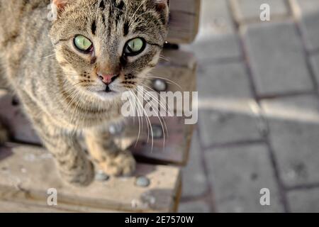 Nahaufnahme einer wunderschönen Katze mit grünen Augen in den Straßen mit Kopfsteinpflaster und Sonnenschein im Gesicht. Stockfoto