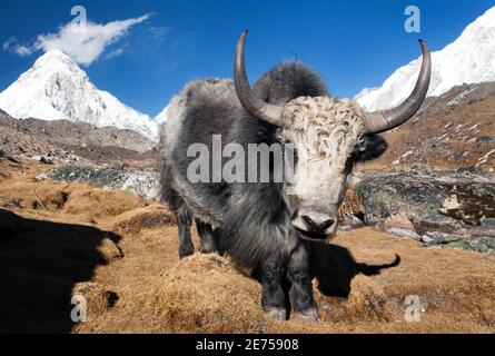 Yak auf dem Weg zum Everest-Basislager und Mount Pumo ri - Nepal Stockfoto