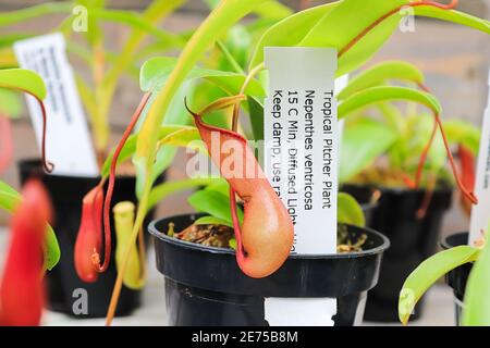 Eine Kannenpflanze wächst in einem Zimmerpflanzentopf Stockfoto