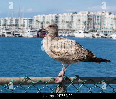 Eine Westmöwe auf einem Zaun mit Blick auf das Meer in Marina Del Rey, Kalifornien, USA Stockfoto