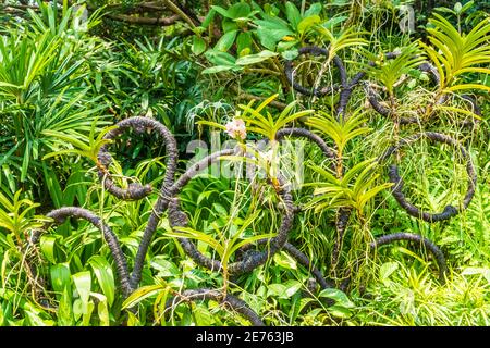 Wunderschöne Vegetation in Singapur botanischen Gärten Stockfoto