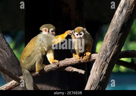 Eichhörnchen Affen (Saimiri sciureus), leben in den tropischen Wäldern südamerikas. Stockfoto