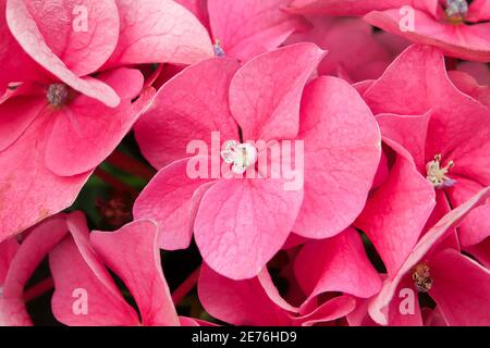 Makro von rosa Hortensien Hauspflanze Blumen in Blüte Stockfoto