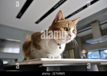 Männliche Scotch Falte Weiße Streifen, drei Farben, sitzend, auf dem Tisch ruhend. Stockfoto