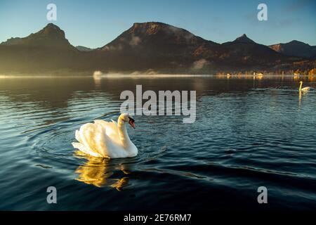 Am Morgen scheint die schöne Sonne auf den Schwan und das Geflügel. Ist ein schönes Bild. Stockfoto