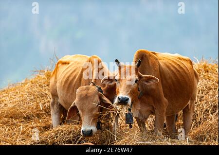 Zwei Kühe fressen tagsüber Heu. Stockfoto