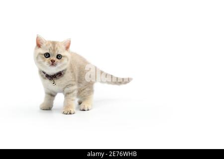 Britische Kurzhaar-Flieder hat weiße Streifen auf weißem Hintergrund. Stehen und zurückschauen. Stockfoto