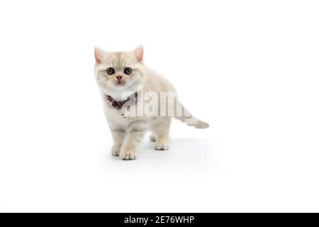 Britische Kurzhaar-Flieder hat weiße Streifen auf weißem Hintergrund. Stehen und zurückschauen. Stockfoto