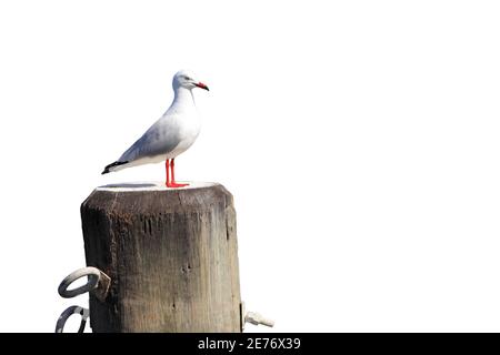 Eine Möwe thront auf einem Holzpfosten auf einem weißen Hintergrund mit einem Pfad. Stockfoto