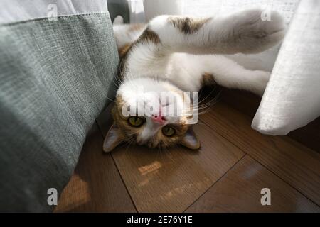 Männliche Scotch Falte Weiße Streifen, drei Farben, lag auf dem Boden und spielte frech. Stockfoto