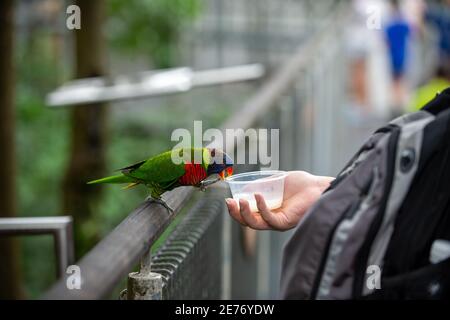 Die menschliche Hand hielt die Futterplastikbecher für die Fütterung schöne bunte Papageien ist eine Aktivität des Zoos für Touristen organisiert. Stockfoto