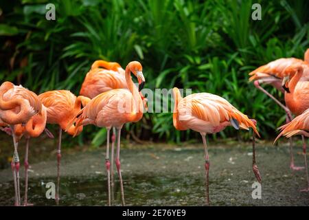 Pink Flamingo Group im seichten Sumpf stehend, ist der Hintergrund ein Garten mit vielen grünen Pflanzen. Stockfoto