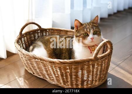 Männliche Scotch Falte Weiße Streifen, drei Farben, sitzend in Korbkörben. Am Morgen schien die Sonne durch die Vorhänge durch das Fenster. Stockfoto