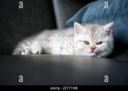 Niedliche britische Kurzhaar Kätzchen silberne Schokolade Farbe liegt auf dem dunklen Sofa. Stockfoto