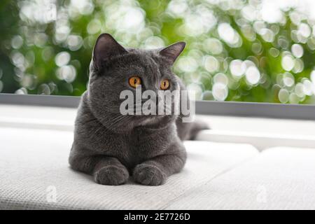 Britische Kurzhaarkatze, blau-graue Farbe mit orangefarbenen Augen. Sitzen und entspannen Sie sich auf dem dunklen Sofa. 2 Jahre, sitzen und ruhen im Wohnzimmer Hintergrund ist Stockfoto