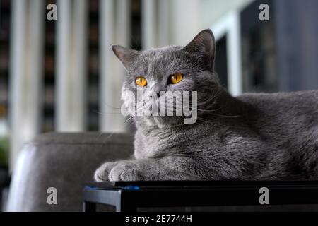 Britische Kurzhaarkatze, blau-graue Farbe mit orangefarbenen Augen. Sitzen und entspannen Sie sich auf dem dunklen Sofa. 2 Jahre, sitzen und ruhen im Wohnzimmer Stockfoto