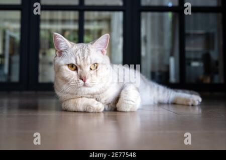 Die britische Kurzhaarkatze, Silber-Schokolade Farbe sitzt und ruht auf dem Holzboden im Haus. Stockfoto